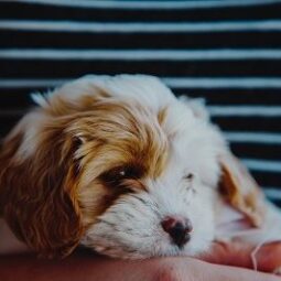 10 cuentas de Instagram que tenés que seguir si te gustan las mascotas cute