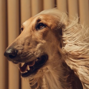 El perro sirena que está volviendo loco al Internet
