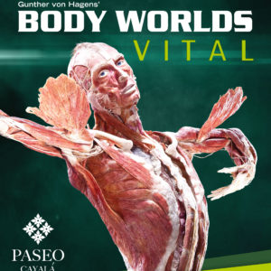 “Body Worlds” la exposición sobre el cuerpo humano que NO TE PODÉS PERDER