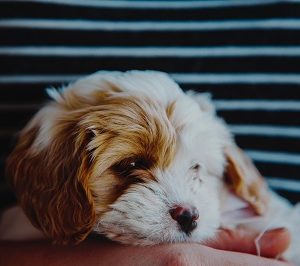 10 cuentas de Instagram que tenés que seguir si te gustan las mascotas cute
