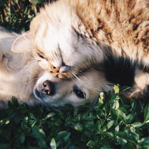 ¿Pensando en adoptar? 3 consejos para que los perros y gatos se lleven bien