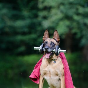 Los mejores disfraces para tu mascota